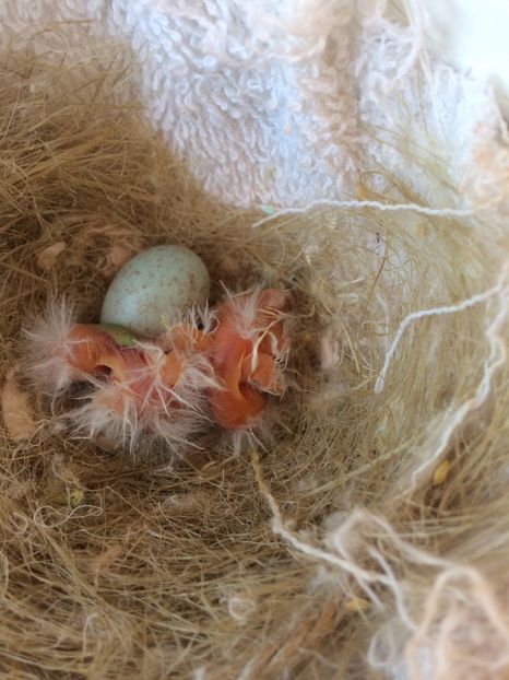 Primii pui razza 2017 - 2017-fotografii