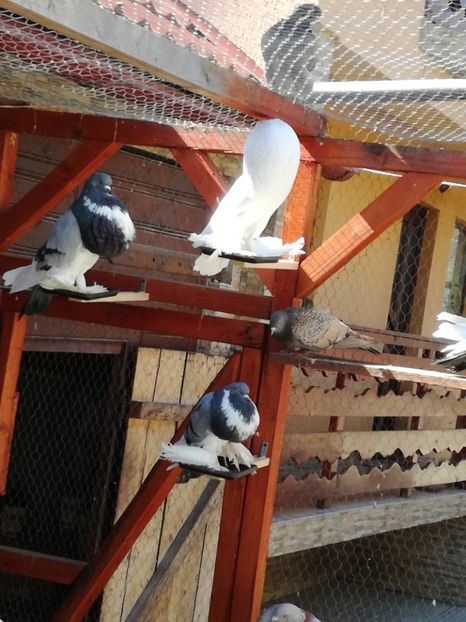  - GUSATI DE POMERANIA