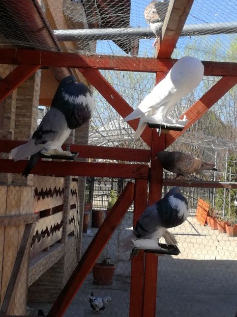  - GUSATI DE POMERANIA