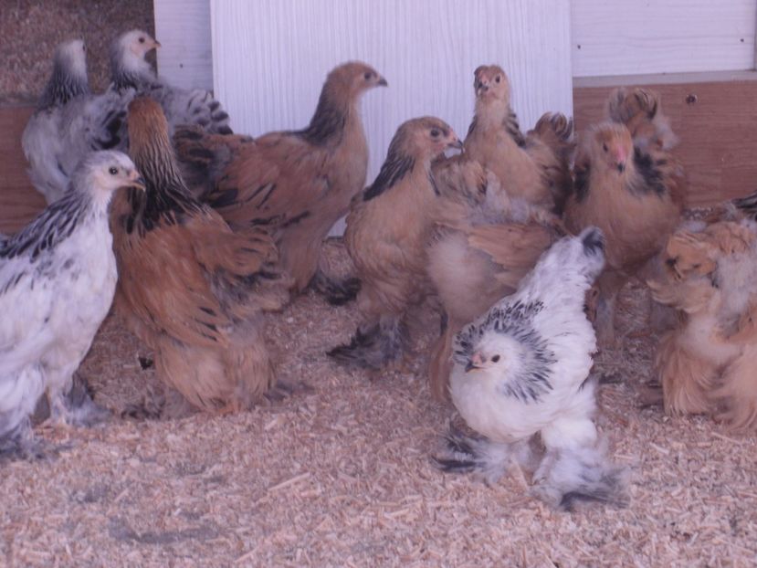 P6110828 - PUI  2017