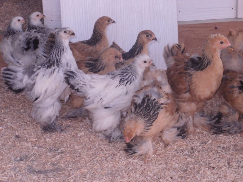 P6110829 - PUI  2017