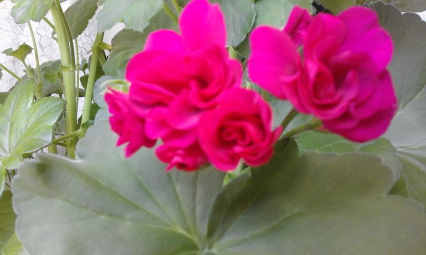 Pac Purple Sybil - Flori 2017