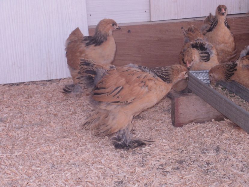 P6110830 - PUI  2017