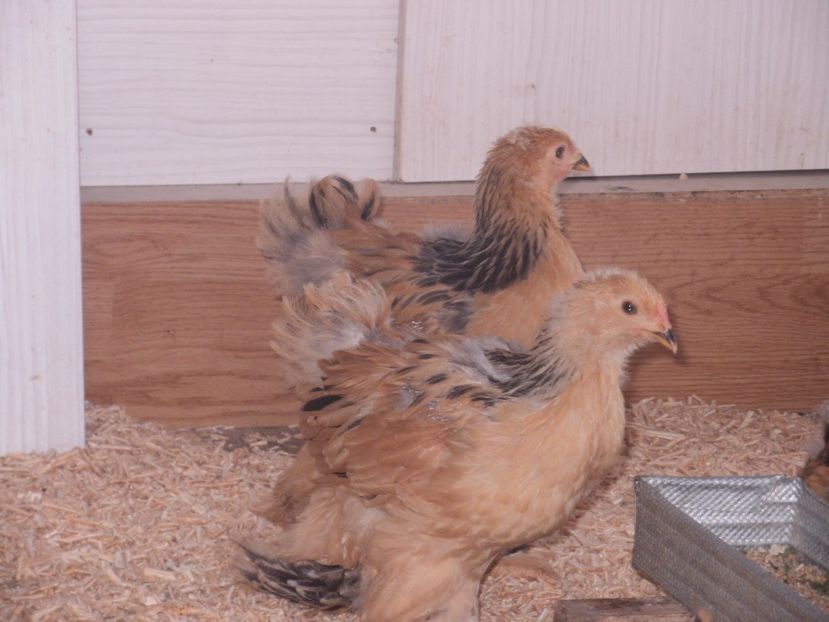 P6110832 - PUI  2017