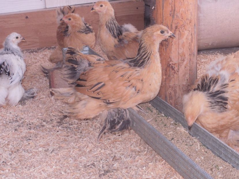 P6110835 - PUI  2017