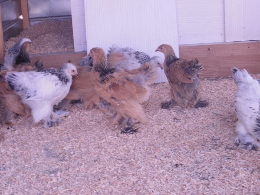 P6110836 - PUI  2017