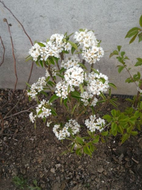 P_20170401_195215_1_p - Primele flori   Primele fructe