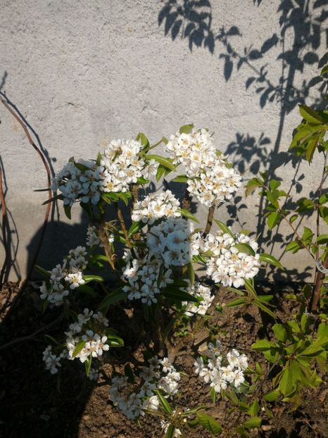 P_20170401_111827_1_p - Primele flori   Primele fructe