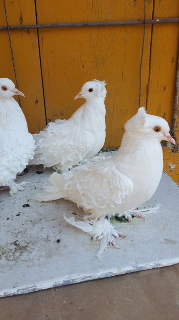  - Femele 2016 frezat francez de vanzare