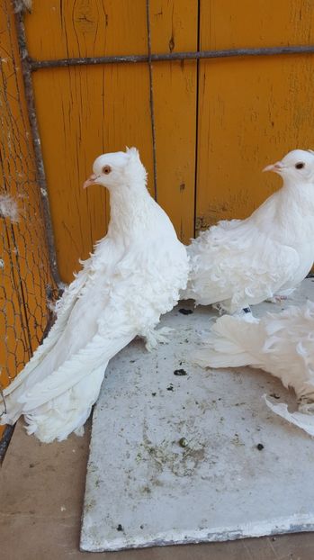  - Femele 2016 frezat francez de vanzare