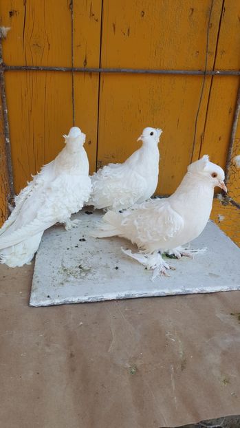  - Femele 2016 frezat francez de vanzare