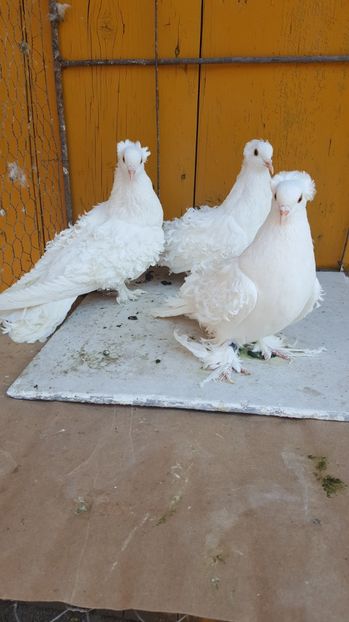  - Femele 2016 frezat francez de vanzare