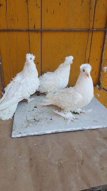  - Femele 2016 frezat francez de vanzare