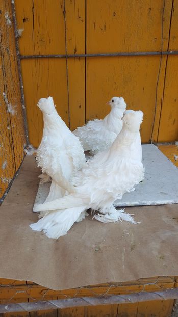  - Femele 2016 frezat francez de vanzare