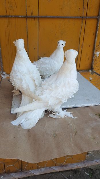  - Femele 2016 frezat francez de vanzare