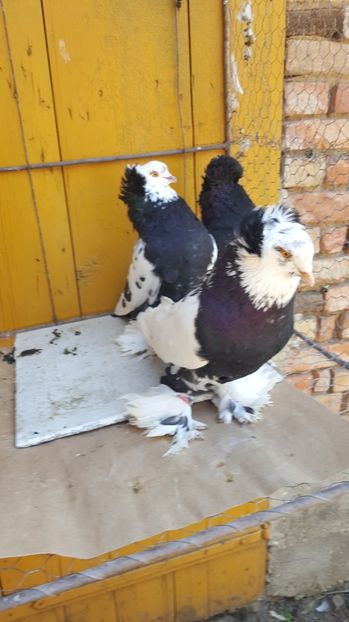  - Urias maghiar-masculi de vanzare -2016