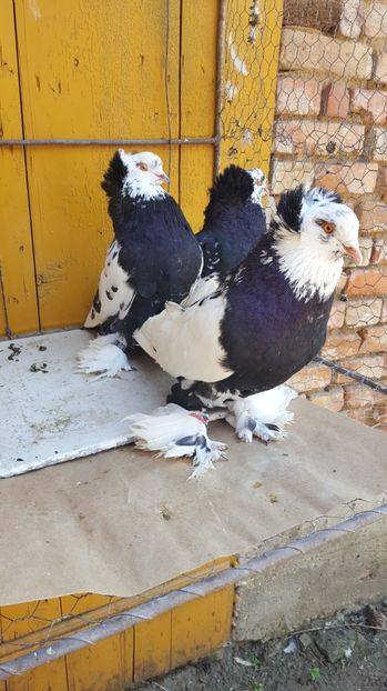  - Urias maghiar-masculi de vanzare -2016