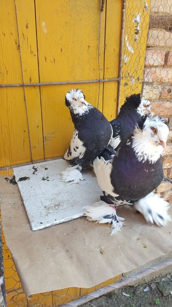  - Urias maghiar-masculi de vanzare -2016