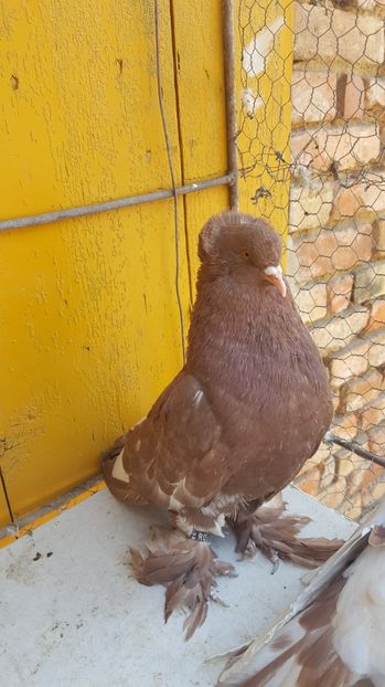  - Urias maghiar-  perechi -de vanzare