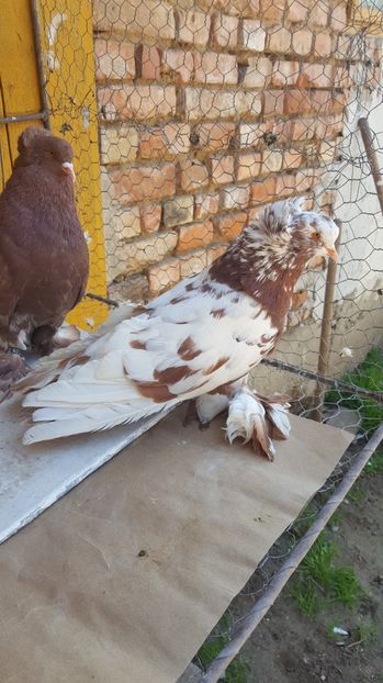  - Urias maghiar-  perechi -de vanzare