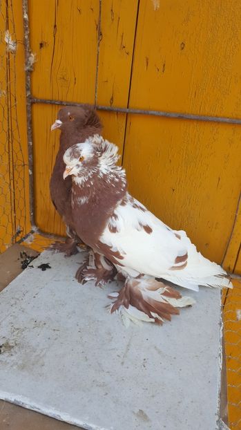  - Urias maghiar-  perechi -de vanzare