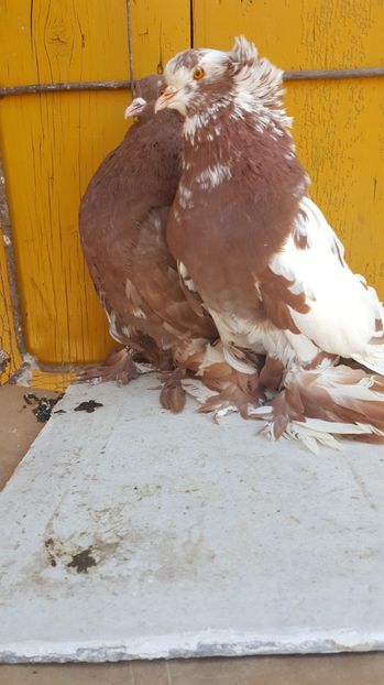  - Urias maghiar-  perechi -de vanzare