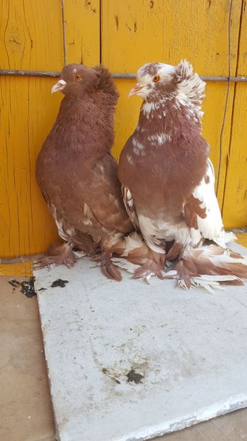  - Urias maghiar-  perechi -de vanzare