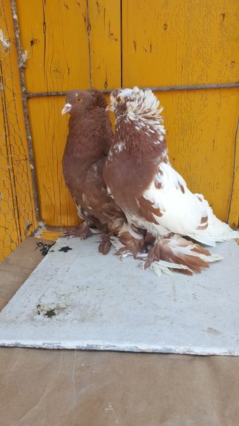  - Urias maghiar-  perechi -de vanzare