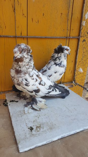  - Urias maghiar-  perechi -de vanzare