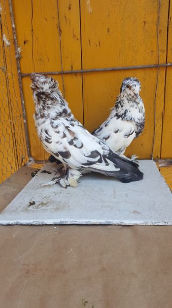  - Urias maghiar-  perechi -de vanzare