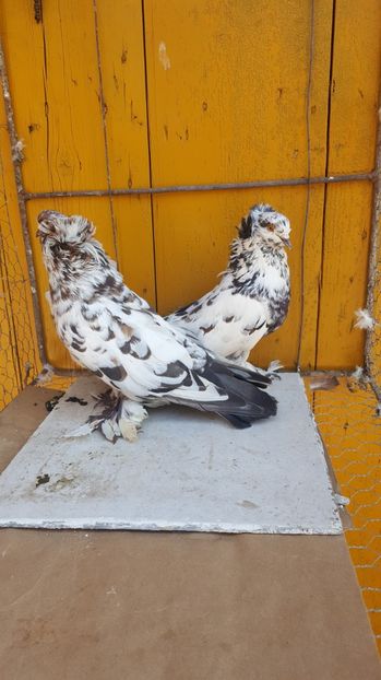  - Urias maghiar-  perechi -de vanzare