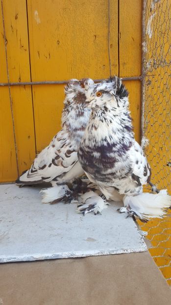  - Urias maghiar-  perechi -de vanzare