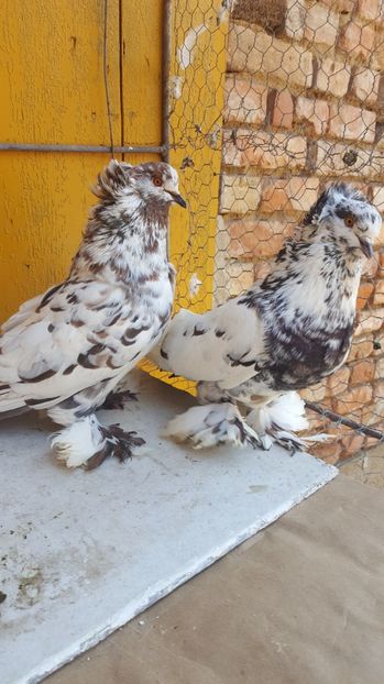  - Urias maghiar-  perechi -de vanzare