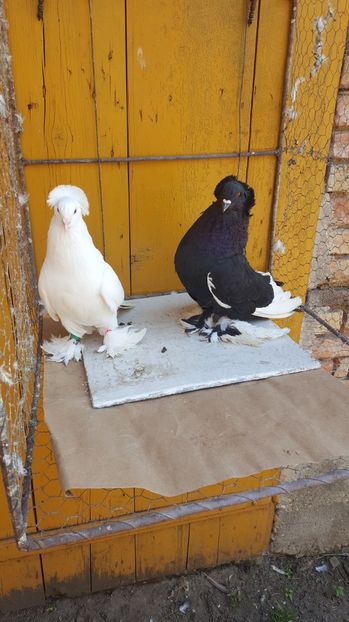  - Urias maghiar-  perechi -de vanzare