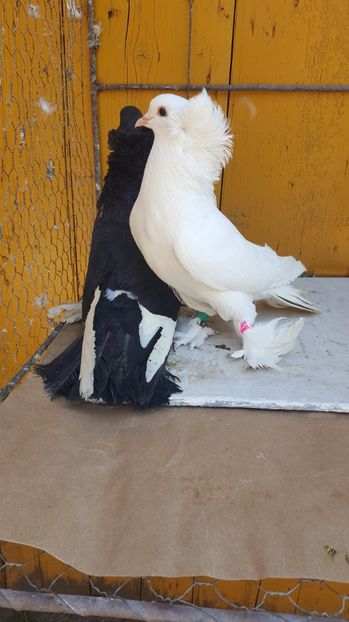  - Urias maghiar-  perechi -de vanzare