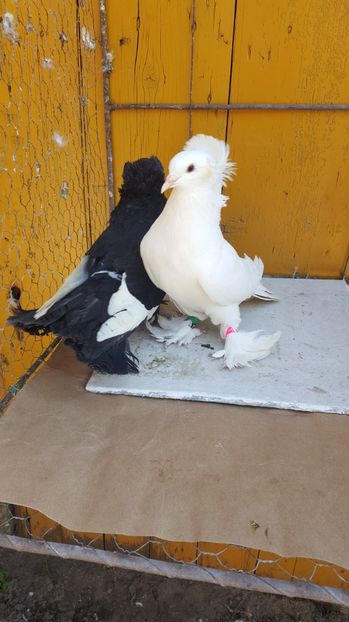  - Urias maghiar-  perechi -de vanzare