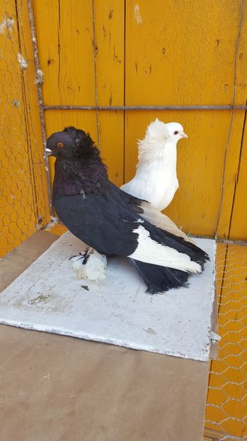  - Urias maghiar-  perechi -de vanzare