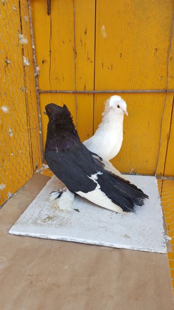  - Urias maghiar-  perechi -de vanzare