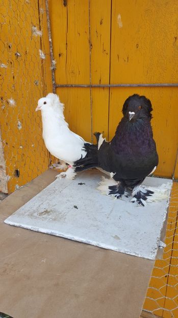  - Urias maghiar-  perechi -de vanzare