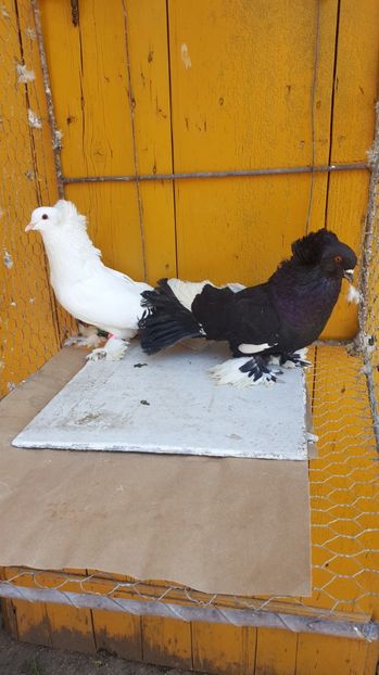  - Urias maghiar-  perechi -de vanzare