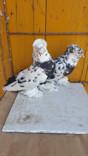  - Urias maghiar-  perechi -de vanzare