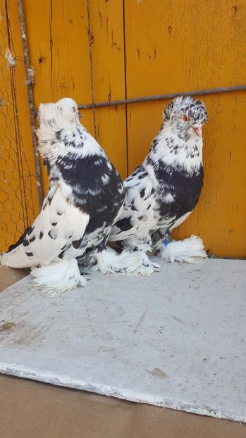  - Urias maghiar-  perechi -de vanzare