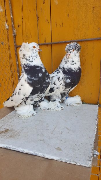  - Urias maghiar-  perechi -de vanzare