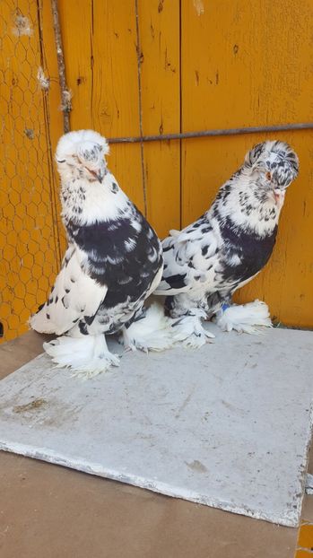  - Urias maghiar-  perechi -de vanzare