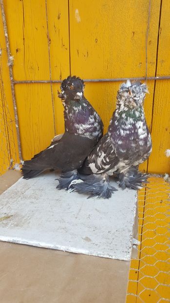  - Urias maghiar-  perechi -de vanzare