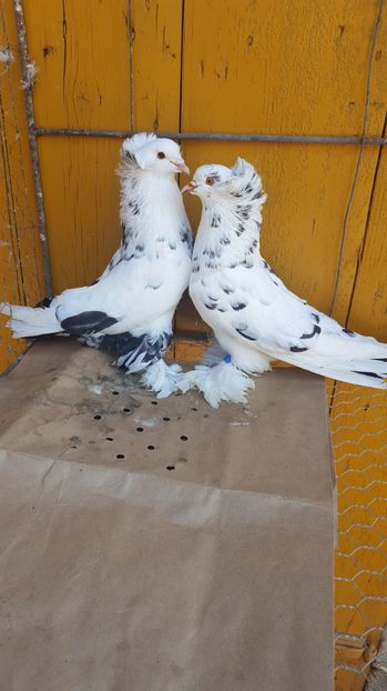  - Urias maghiar-  perechi -de vanzare