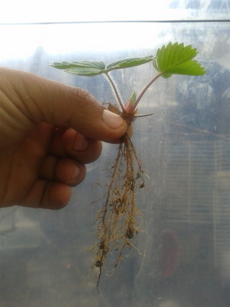 Fotografie0598 - 0 Fragi de gradina