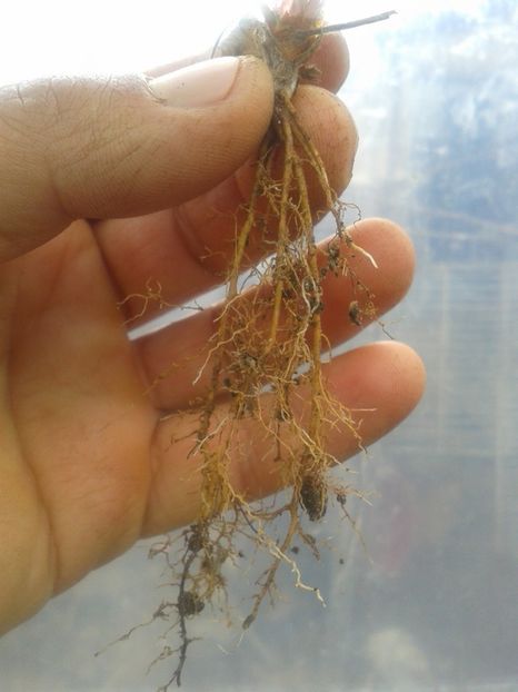 Fotografie0599 - 0 Fragi de gradina