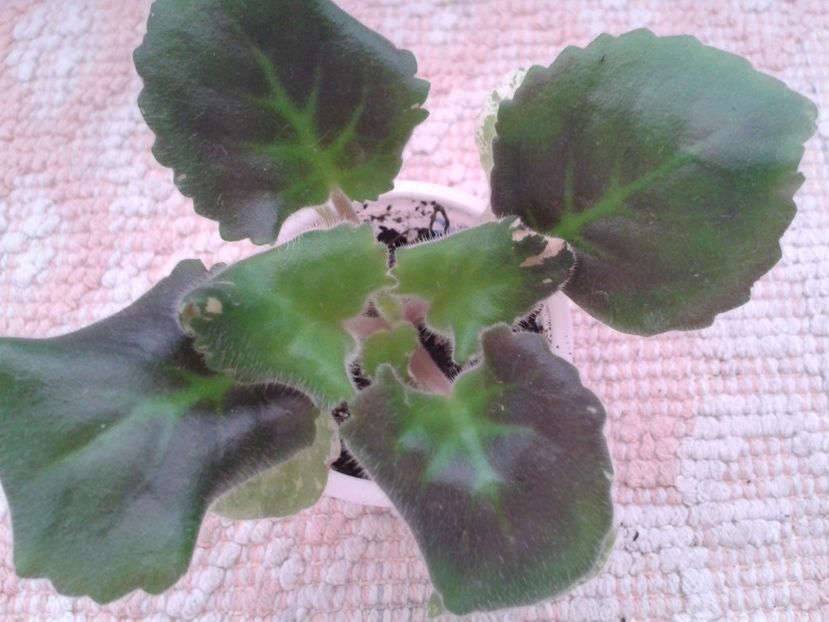 21 ian 2017 - ZZ LE Pariszkije Tainy