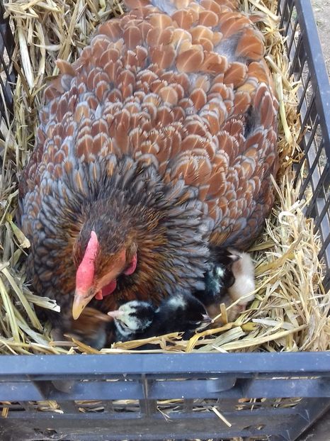  - WYANDOTTE ROSU-ALBASTRU 2016-2017